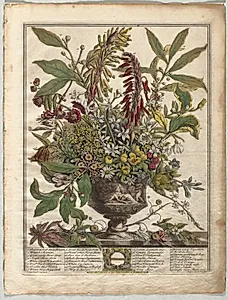 Twelve Months of Flowers:  January