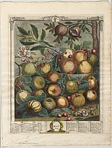 Twelve Months of Fruit:  May
