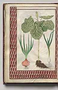 Two Onions and a Cabbage with Geometric Border, folio 45 (verso), from Florilegium (A Book of Flower Studies) by Unknown Artist