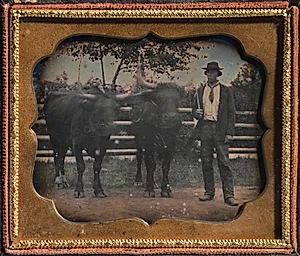 Two Oxen and Driver by Unknown Artist