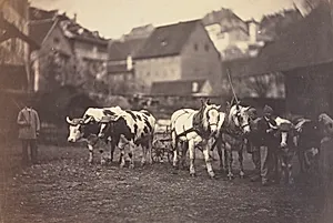 Untitled (Farm Animals)