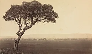 Untitled (Landscape near Watsonville, California) by Eadweard J. Muybridge (American, 1830–1904)