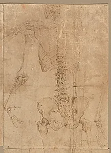 Upper Half of Skeleton from the Back by Battista Franco (Italian, c. 1510–1561)