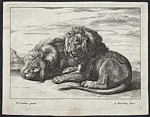 Various Lions