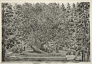 Views of the Villa of Pratolino:  The Inhabited Tree by Stefano Della Bella (Italian, 1610–1664)