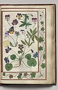 Violas with Leaf and Fly Border, folio 21 (recto), from Florilegium (A Book of Flower Studies) by Unknown Artist
