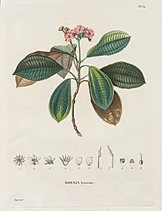 Voyage aux Régions équinoxiales du nouveau continent, fait dans les années 1709 à 1804:  Monographie des melastomacées:  No. 54 by Alexander, Freiherr von Humboldt (German, 1769–1859)