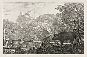 Wild Boar, Wildcat and Lynx
