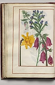 Yellow Narcissus, Blue Bugloss, and Foxglove, folio 25 (verso), from Florilegium (A Book of Flower Studies) by Unknown Artist
