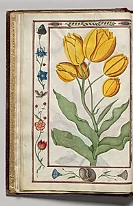 Yellow Tulips with Blue Columbine, Glory, Bird, and Butterfly Border, folio 3 (verso), from Florilegium (A Book of Flower Studies) by Unknown Artist