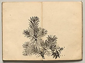 Young Pine from Ōkyo Picture Book by Maruyama Ōkyo (Japanese, 1733–1795)