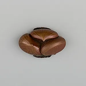 Sword Pommel (Kashira)
