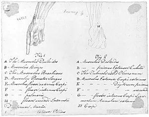 Anotomaical Description of the Hand and the Wrist