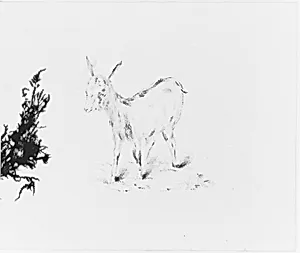 Goat (from Sketchbook)