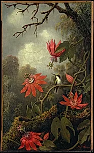 Hummingbird and Passionflowers