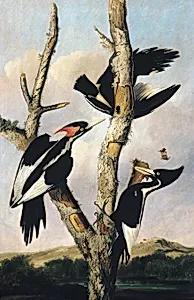 Ivory-billed Woodpeckers