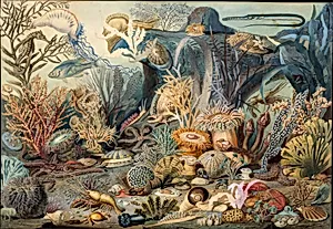 Ocean Life by James M. Sommerville|Christian Schussele