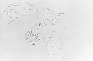 Sketches of Two Animal Skulls