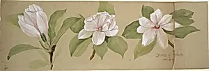 Studies of Magnolias