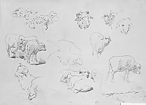 Studies of Sheep
