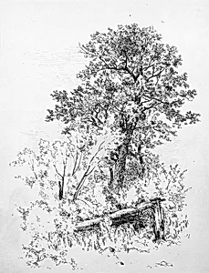 Sugar Maple, Adirondacks by Andrew Fisher Bunner
