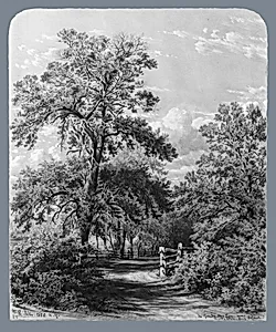 The Grandmother Tree, near Middletown, Long Island