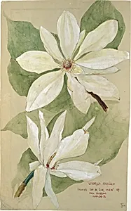 "Umbrella" Magnolia