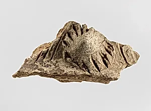 Sherd