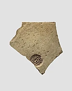 Sherds
