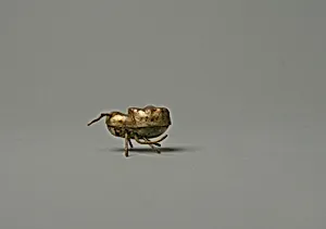 Spider Ornament