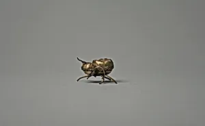 Spider Ornament