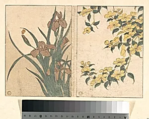 Cherry Blossoms and Irises, from the illustrated book Flowers of the Four Seasons by Kitagawa Utamaro
