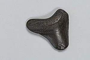 Oracle bone