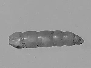 Larva Ornament