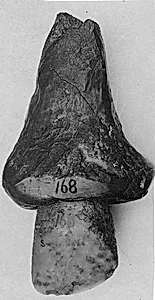 Hatchet