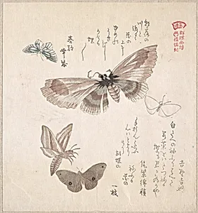 Various Moths and Butterflies by Kubo Shunman