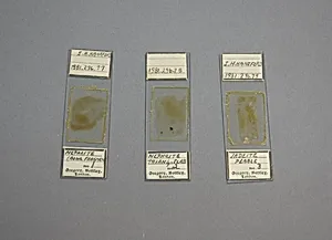 Section of Nephrite Mounted in a Microscope Slide