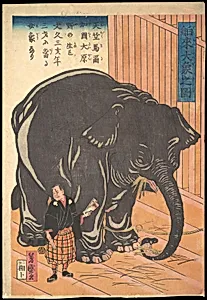 Hakurai taizo no zu|View of the Large Imported Elephant by Taguchi (Utagawa) Yoshimori