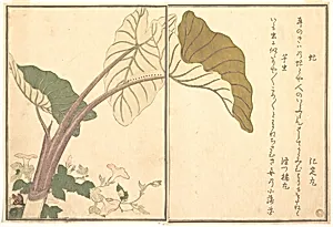 『画本虫撰』 「虻」「芋虫」|Horsefly (abu); Green Caterpillar, imomushi, from the Picture Book of Crawling Creatures (Ehon mushi erami) by Kitagawa Utamaro