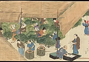宇治製茶之図|Illustrations of Uji Tea Production 宇治製茶之図 (Uji sei-cha no zu) by Saitō Motonari 斎藤玄就|Monk Nindō Sōen 忍道宗延