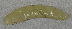 西周 玉蚕|Pendant in the shape of a silk worm