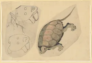 Two Sketches: One of a Turtle, the Other of Two Unidentified Objects