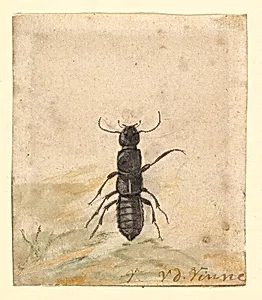 A Black Beetle