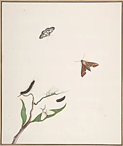 A Caterpillar and Two Moths on a Branch and Two Butterflies by Nicolaas Struyk