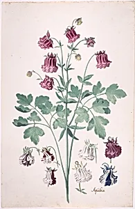 A Columbine or Granny's Bonnet (Aquilegia), with Additional Studies of Flowers by Pieter Holsteyn II