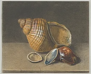 A Cowrie, and a Larger and Two Smaller Shells
