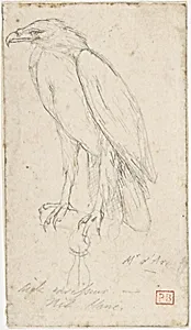 A Golden Eagle