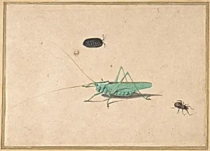 A Great Green Bush Cricket (Tettigorica viridissima Linneaeus), A Clioniona Spider, and a Beetle by Anonymous, Dutch, 17th century