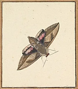 A Moth by Nicolaas Struyk