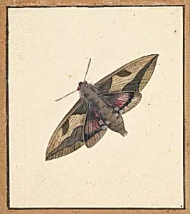 A Moth by Nicolaas Struyk